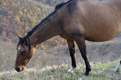 Horse standing in a field