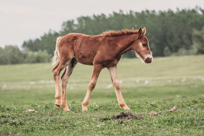 Horse standing in field