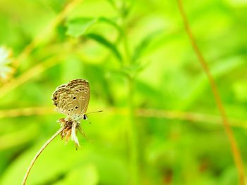 Close-up of butterfly pollinating flower