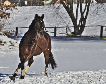 Horse running on snow field