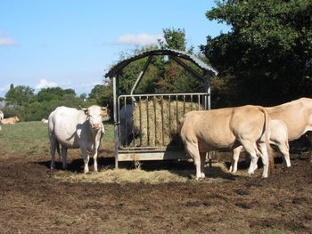 Cows standing in ranch