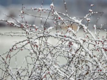 Close-up of snow covered bare tree