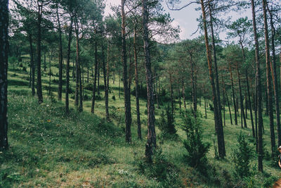 Trees growing in forest