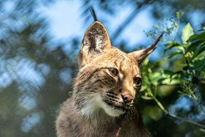 Close-up of a cat looking away