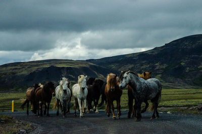 Herd of horses on an icelandic road.