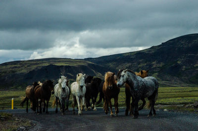 Horses on a field