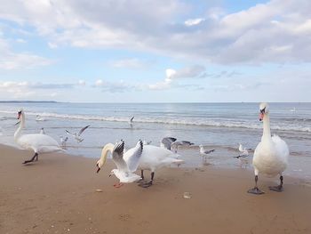 Seagulls on beach against sky