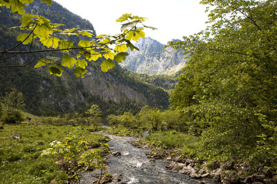 Trees in forest