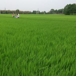 Scenic view of grassy field against sky