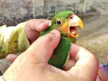 Close-up of a hand holding bird