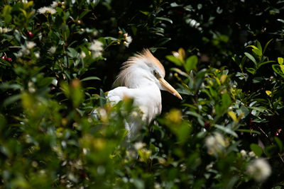 Bird perching on tree