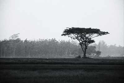 Bare trees on field in foggy weather