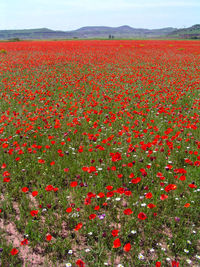 Red poppy flowers growing in field