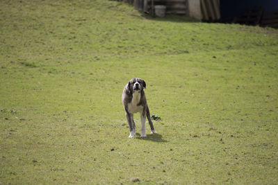 Full length of a dog on field