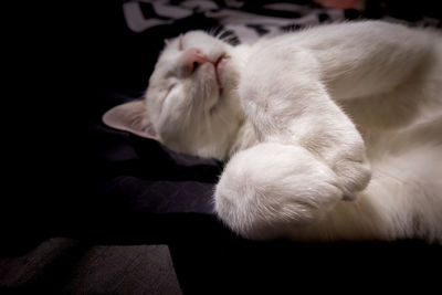 Close-up of white cat sleeping