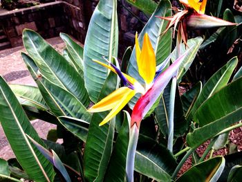 Colorful flowers growing on plant