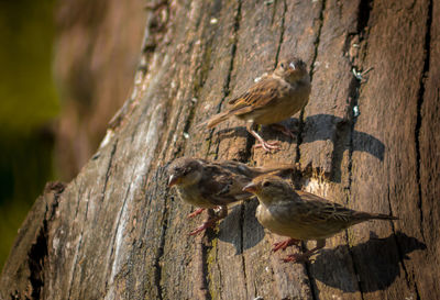 Close-up of sparrow perching on tree trunk