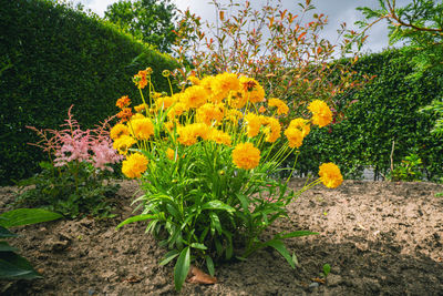 Close-up of yellow flowering plants in garden