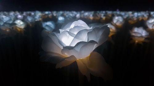 Close-up of white rose on black background