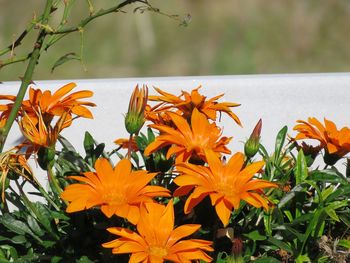 Close-up of orange flowering plants