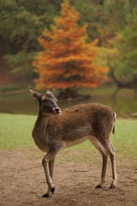 Giraffe standing on field during autumn