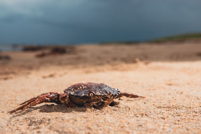 Close-up of crab on sand at beach