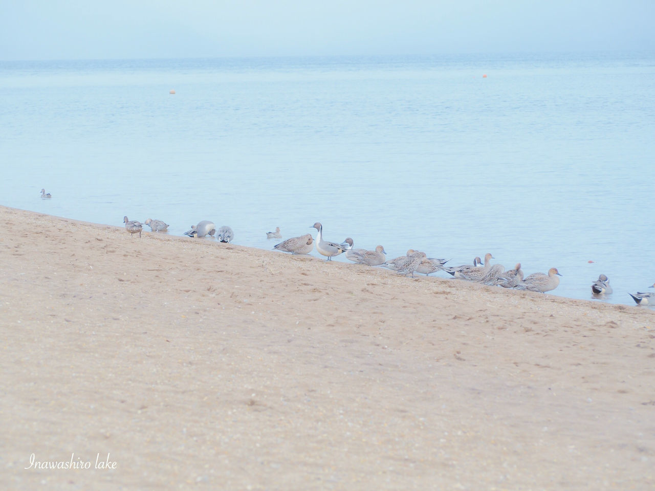 water, bird, sea, animal themes, animals in the wild, wildlife, beach, nature, tranquil scene, tranquility, scenics, beauty in nature, flock of birds, shore, sand, day, clear sky, seagull, outdoors