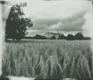 Trees on field against cloudy sky