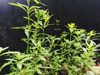 Close-up of leaves