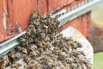 Close-up of bee on wood