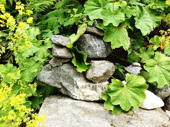 Close-up of ivy growing on plant