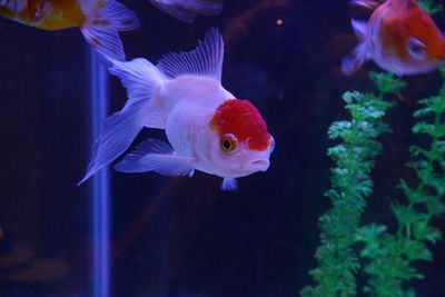 Close-up of fish swimming in aquarium 