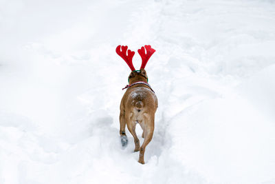 American staffordshire terrier with red deer horns on a snow. back view.
