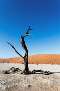 Bare tree on desert against clear blue sky