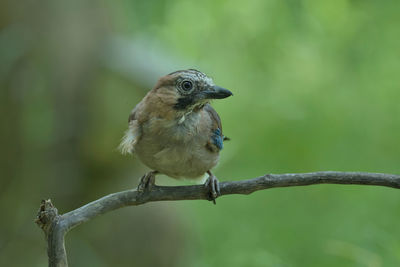 Close-up of bird perching on branch