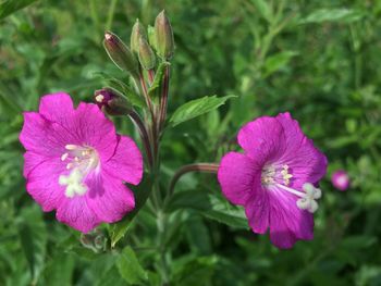 Close-up of pink flowers