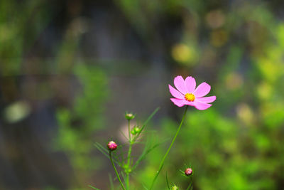 Close-up of pink flower on field