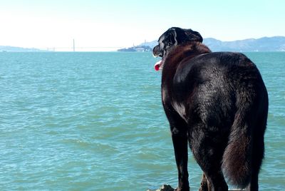 Dog looking at sea