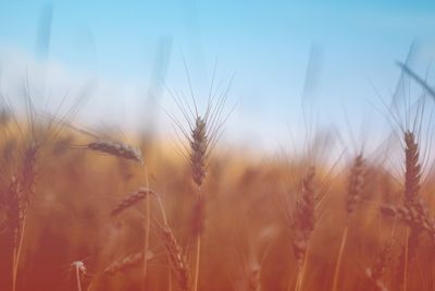 Close-up of wheat field against sky