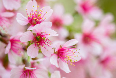 Close-up of pink cherry blossoms