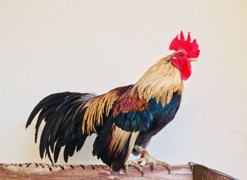 Close-up of rooster on wall