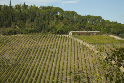 Scenic view of farm against sky