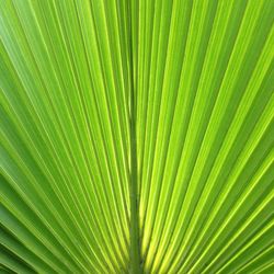 Full frame shot of green leaves