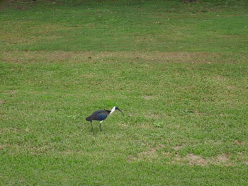 Side view of a bird on field