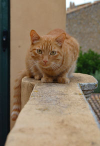 Portrait of cat sitting outdoors