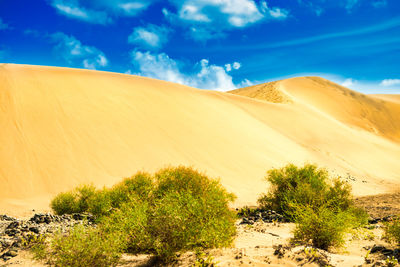 Dunes in the desert with green tree. natural reserve maspalomas dunes. gran canaria, spain