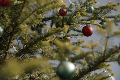 Close-up of christmas tree