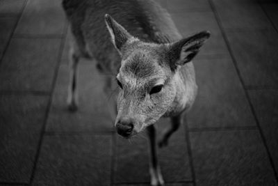 Close-up of goat