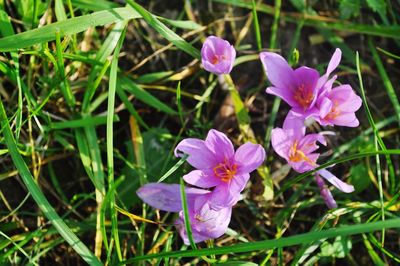 Close-up of pink crocus flowers on field