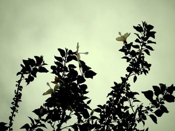 Low angle view of silhouette birds flying against sky